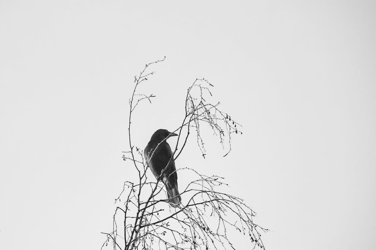 pexels photo 17296179